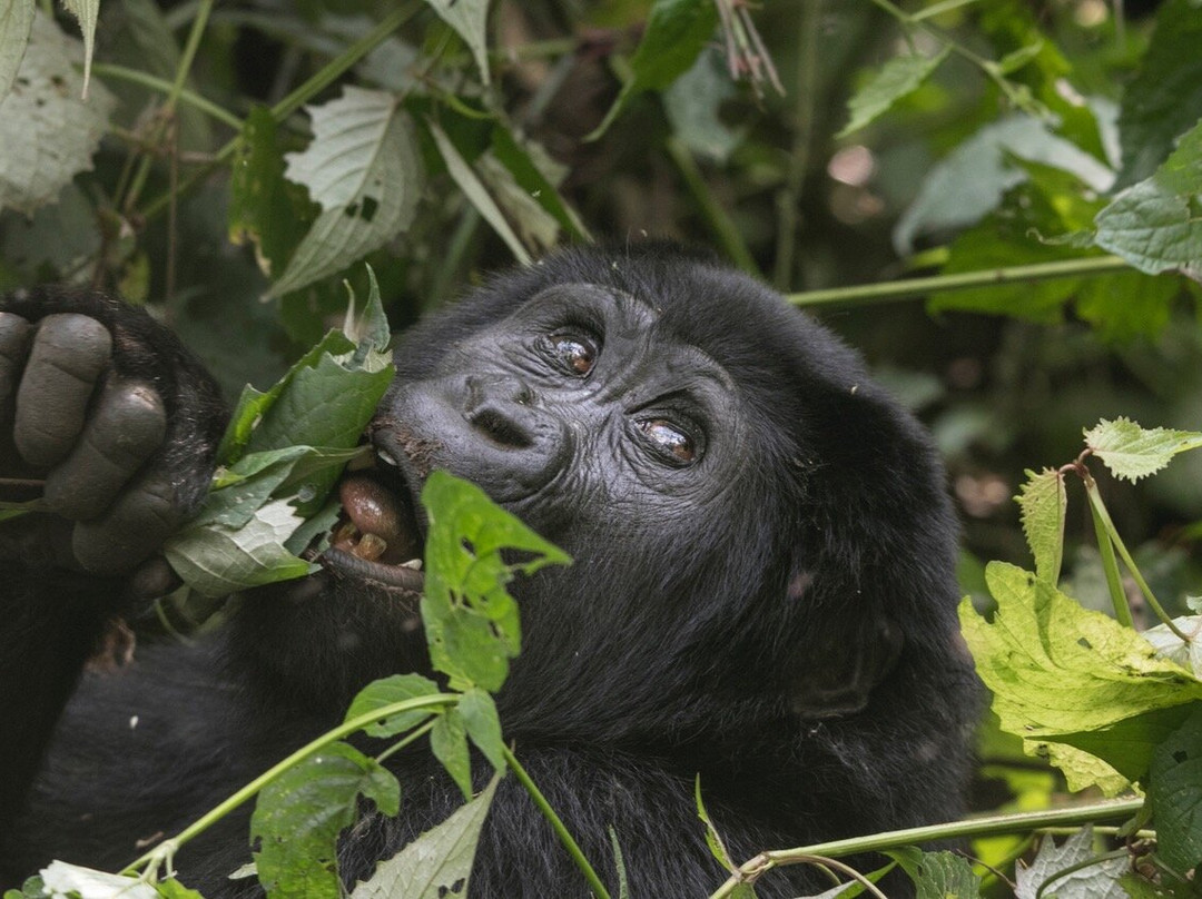 Munda Africa Adventure | Gorilla Trekking & Wildlife Safaris景点图片