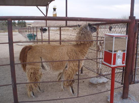 Fabens旅游攻略图片