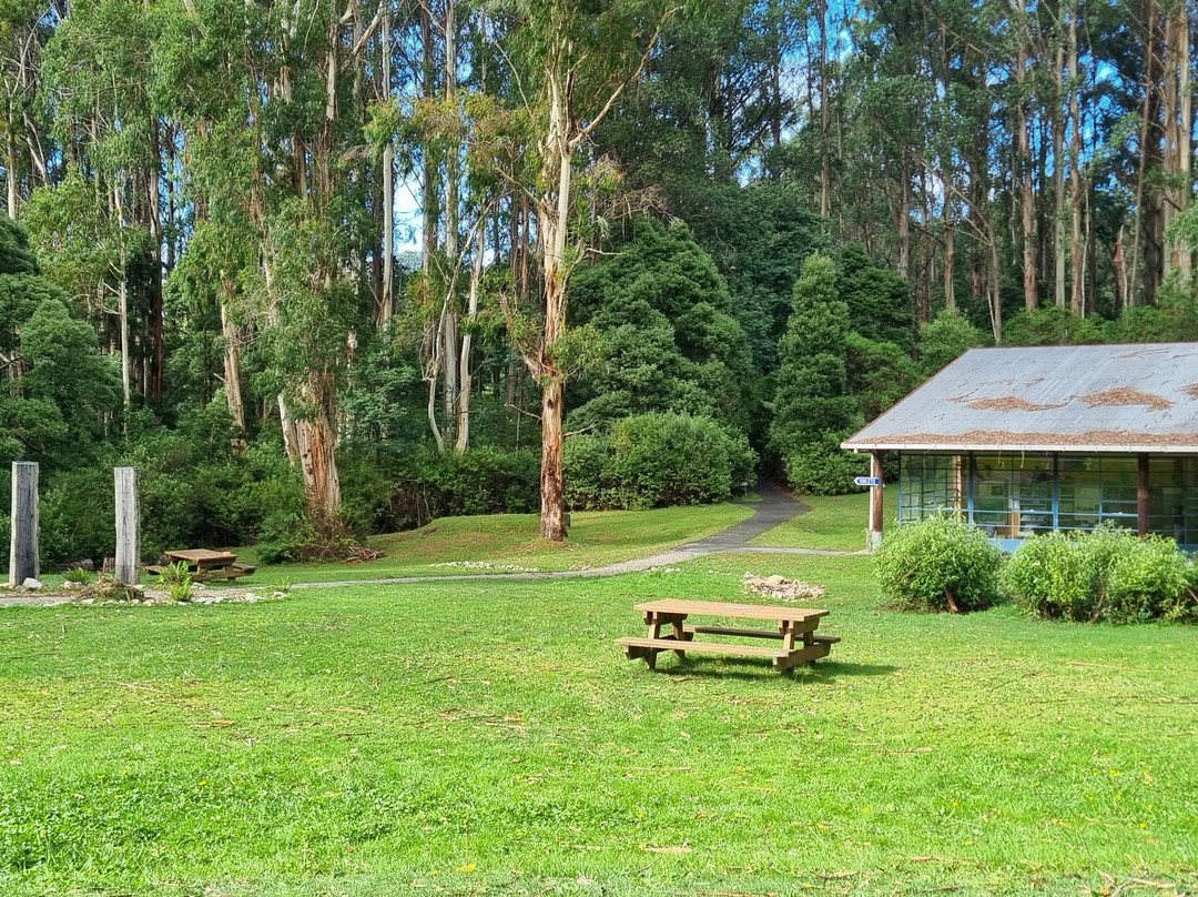 Tarra-Bulga National Park-Balook必去景点