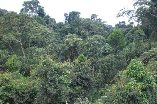 麦里芝自然小径-新加坡必去景点