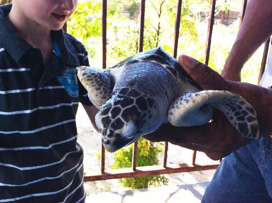 Deluang Sari Turtle Conservation Center-南湾必去景点