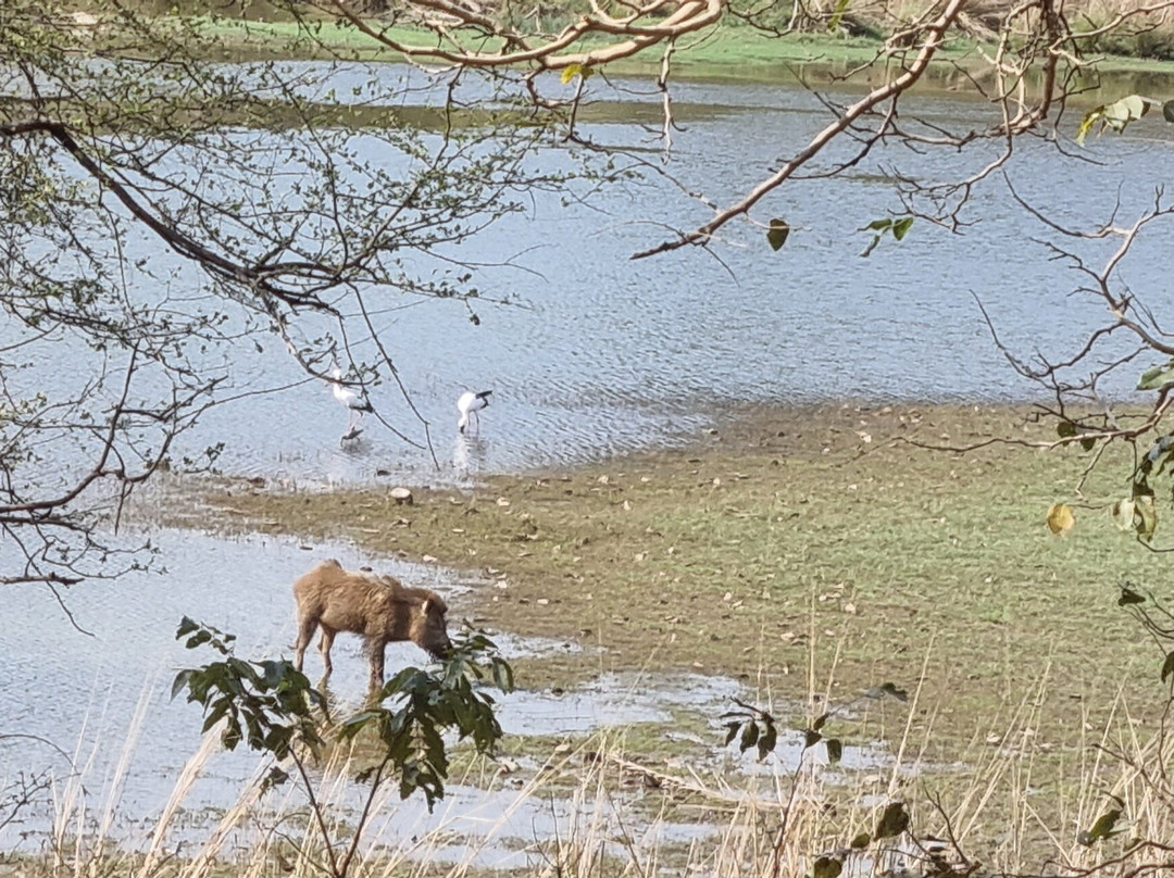Ranthambore Safari Tours景点图片