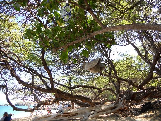 Waialea Beach-卡慕也拉必去景点