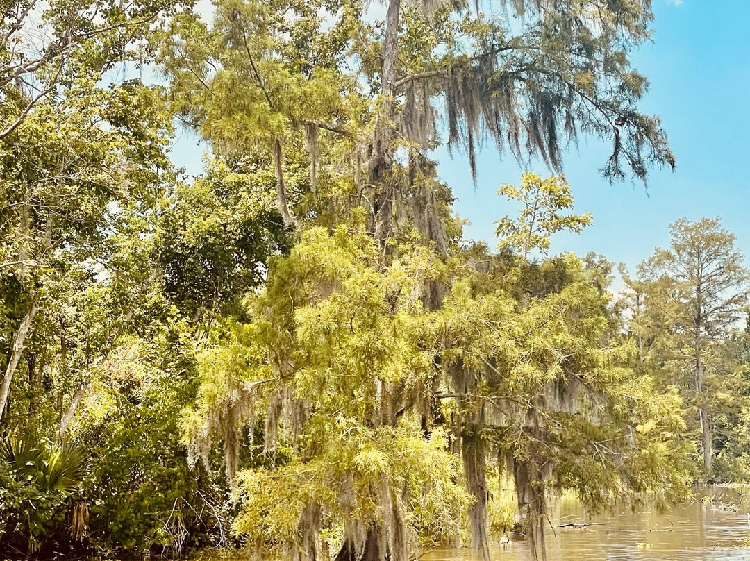 Jean Lafitte Swamp Tours景点图片