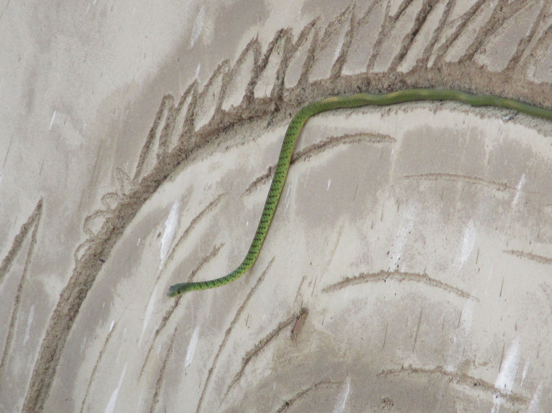 Saanane Island National Park景点图片