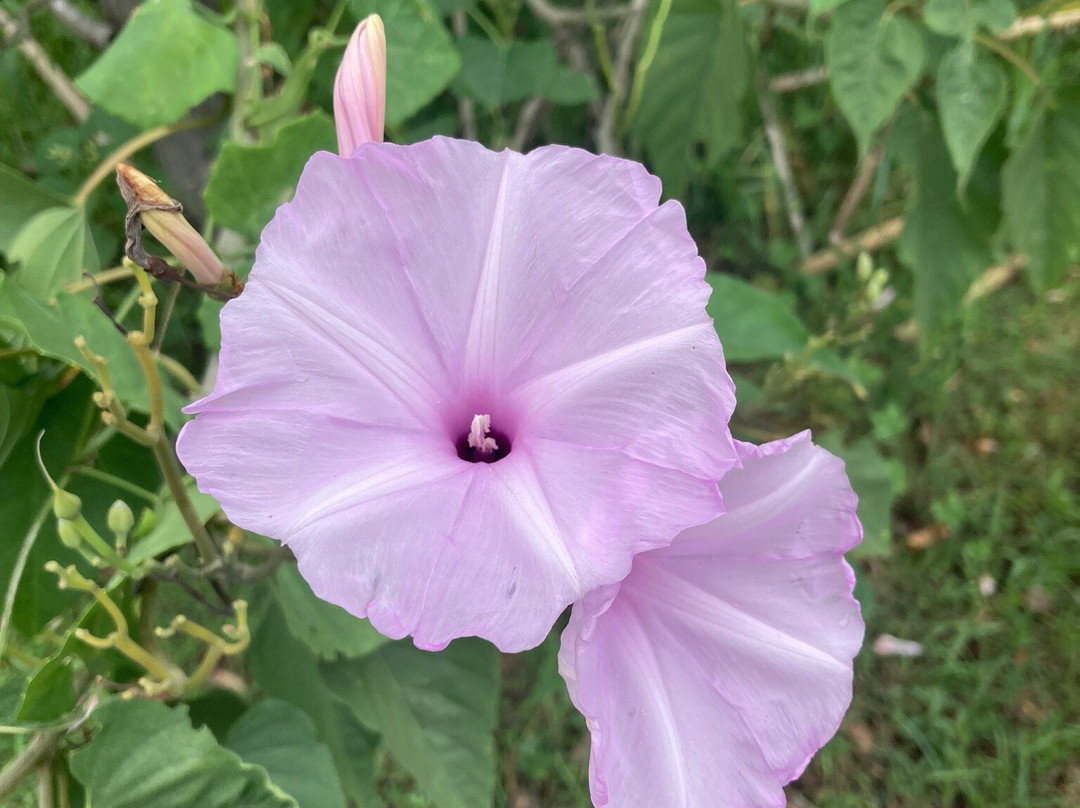 Phrathat Yakhu-加拉信必去景点