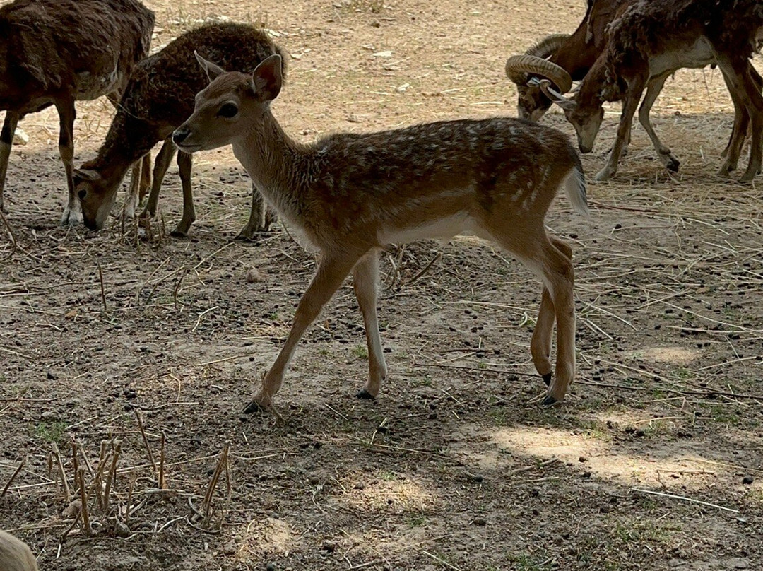 Chisinau Zoo-基希讷乌必去景点