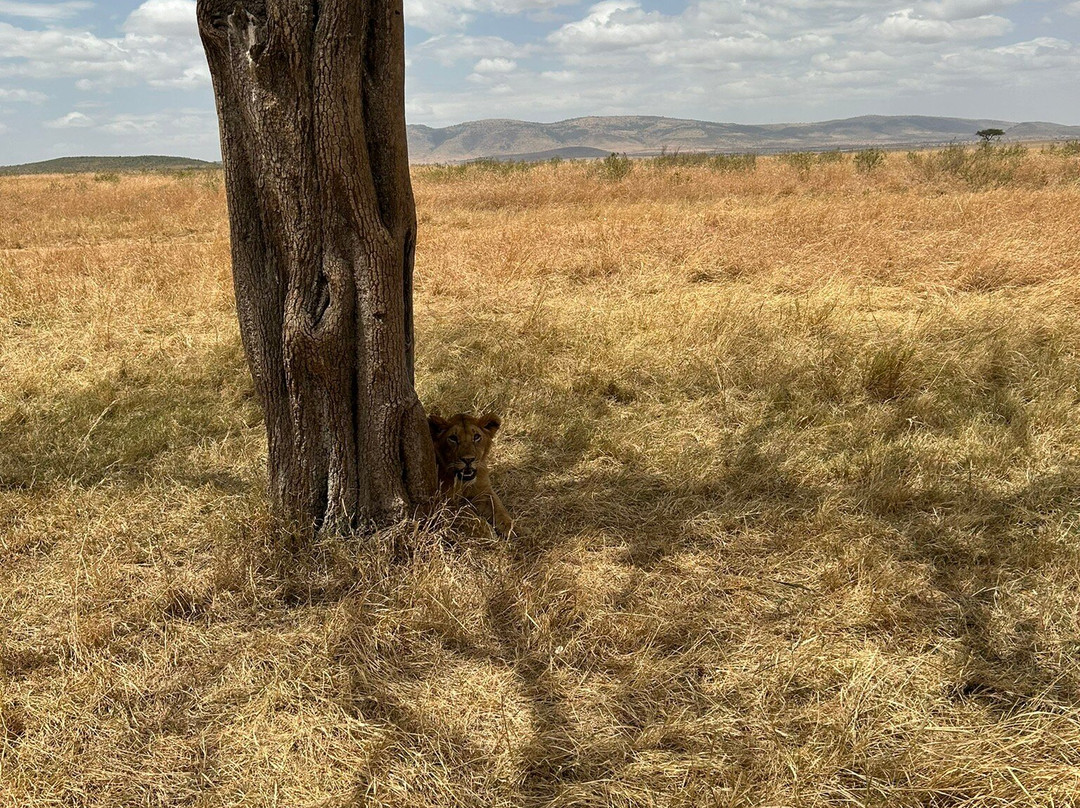 Oloip Safaris-内罗毕必去景点