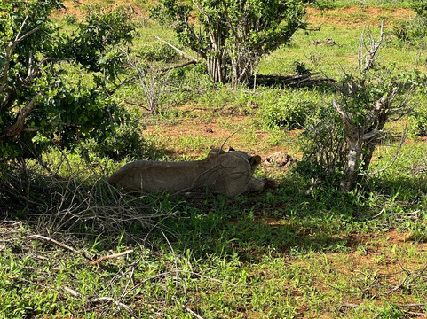 Natural World Kenya Safaris - Diani-迪亚尼必去景点