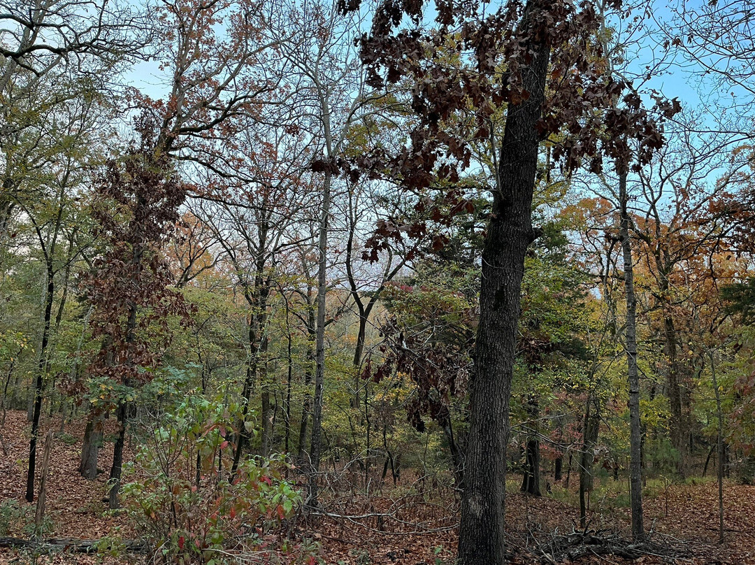 Davey Dogwood Park-Palestine必去景点