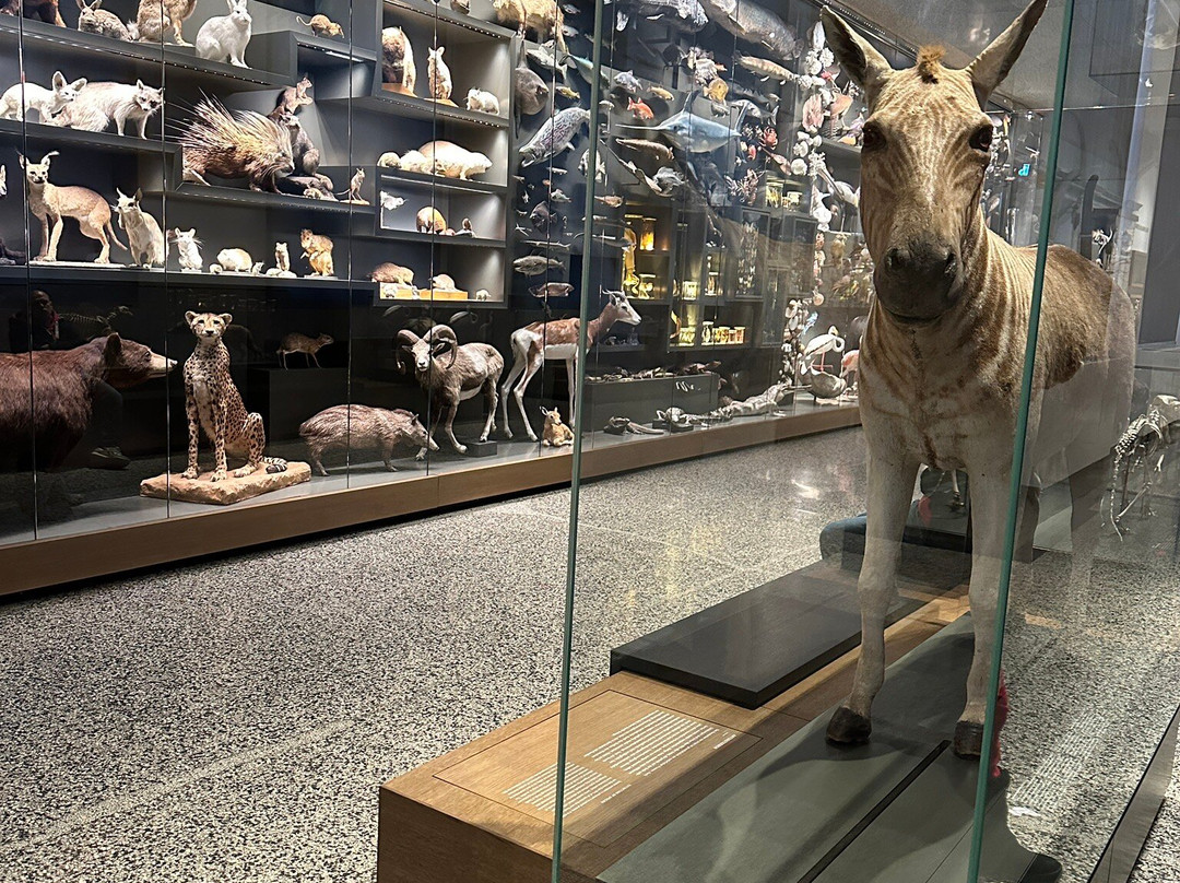 Hessisches Landesmuseum Darmstadt-达姆施塔特行政区必去景点