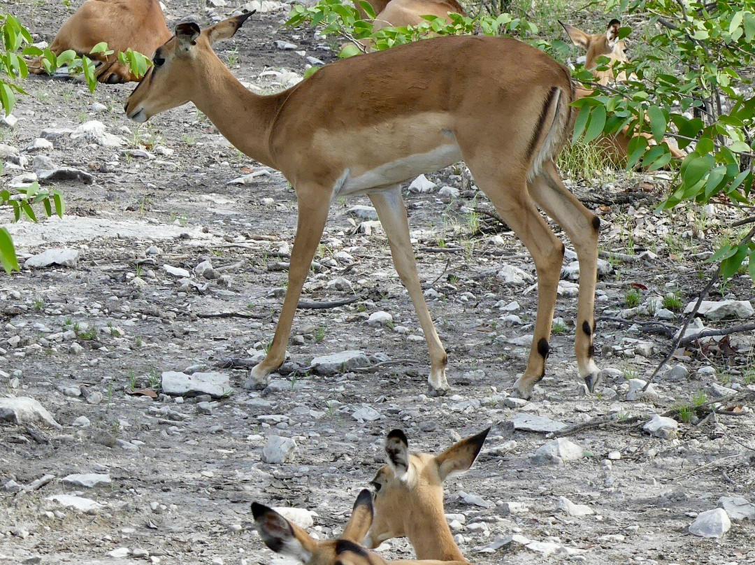Safari In Etosha national park with yavola tours, Namibia-Okaukuejo必去景点