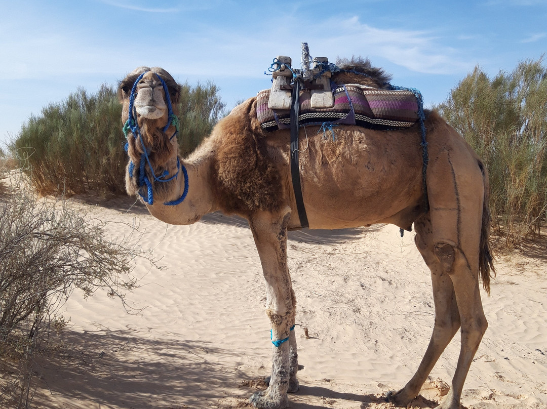 Wüstentour - Tunesien - Douz - Kameltrekking-杜兹必去景点