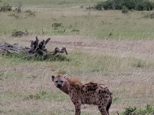 Marlomani Safaris-蒙巴萨必去景点
