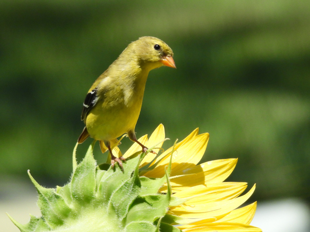 春树林墓园-辛辛那提必去景点