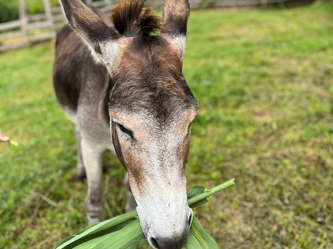Donkeys & Friends-Agua de Alto必去景点