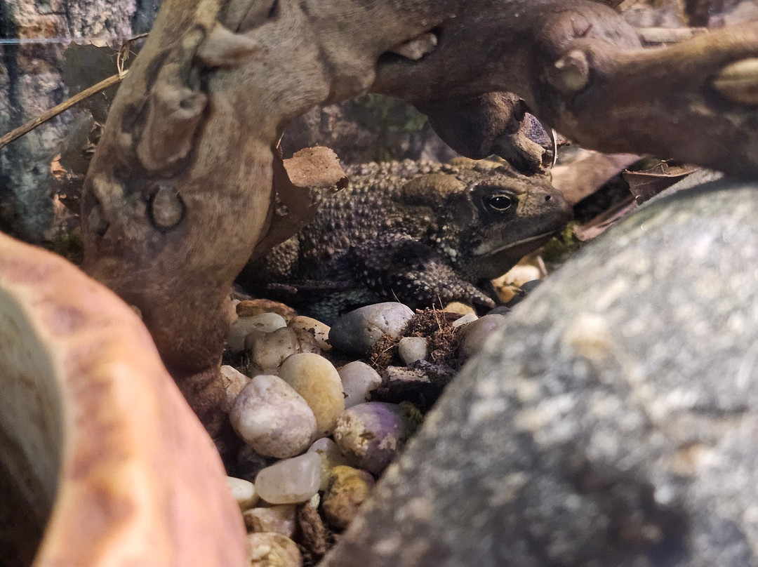 Appalachian Rivers Aquarium景点图片
