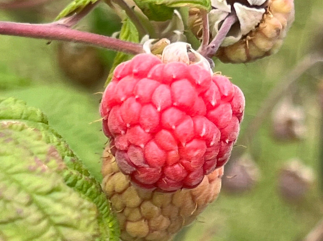 Cairnie Fruit Farm & Mega Maze-库珀必去景点
