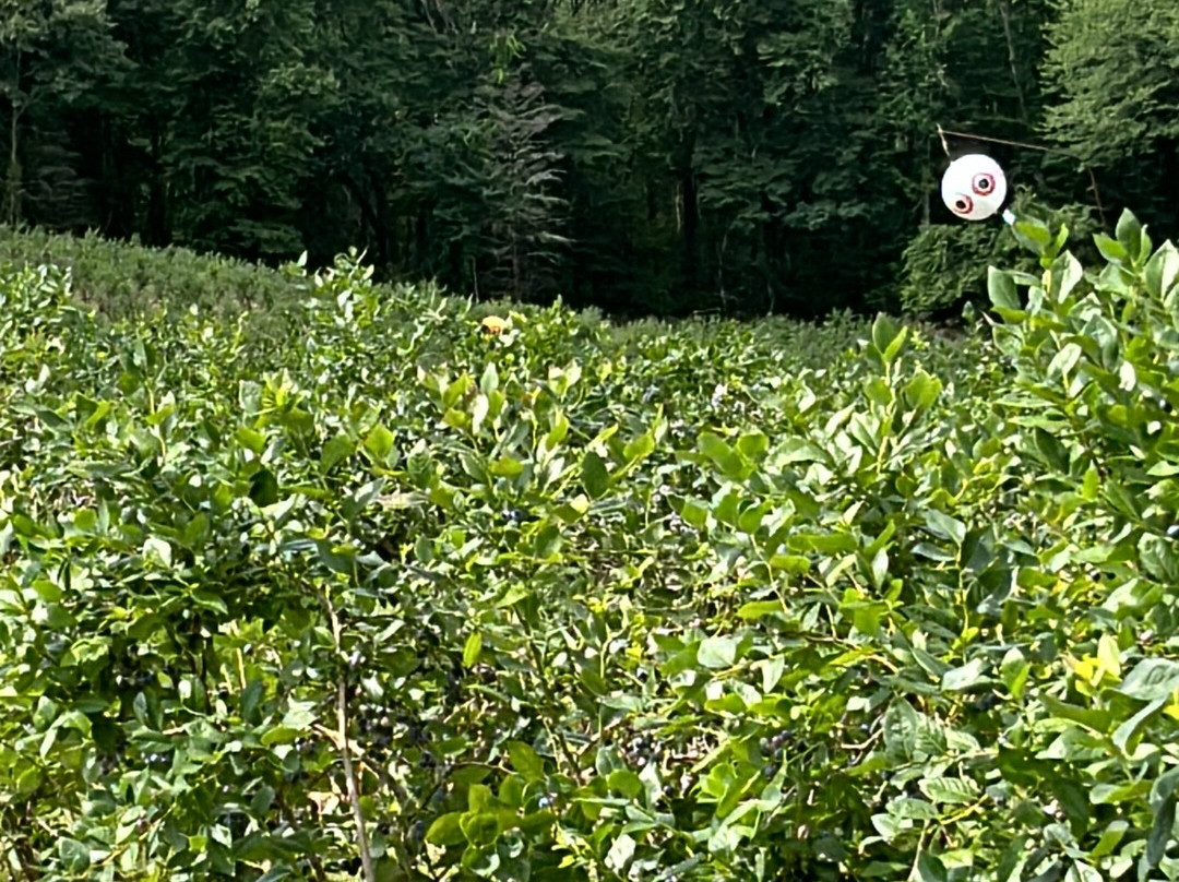 Bastiani's Blueberry Farm-Hebron必去景点