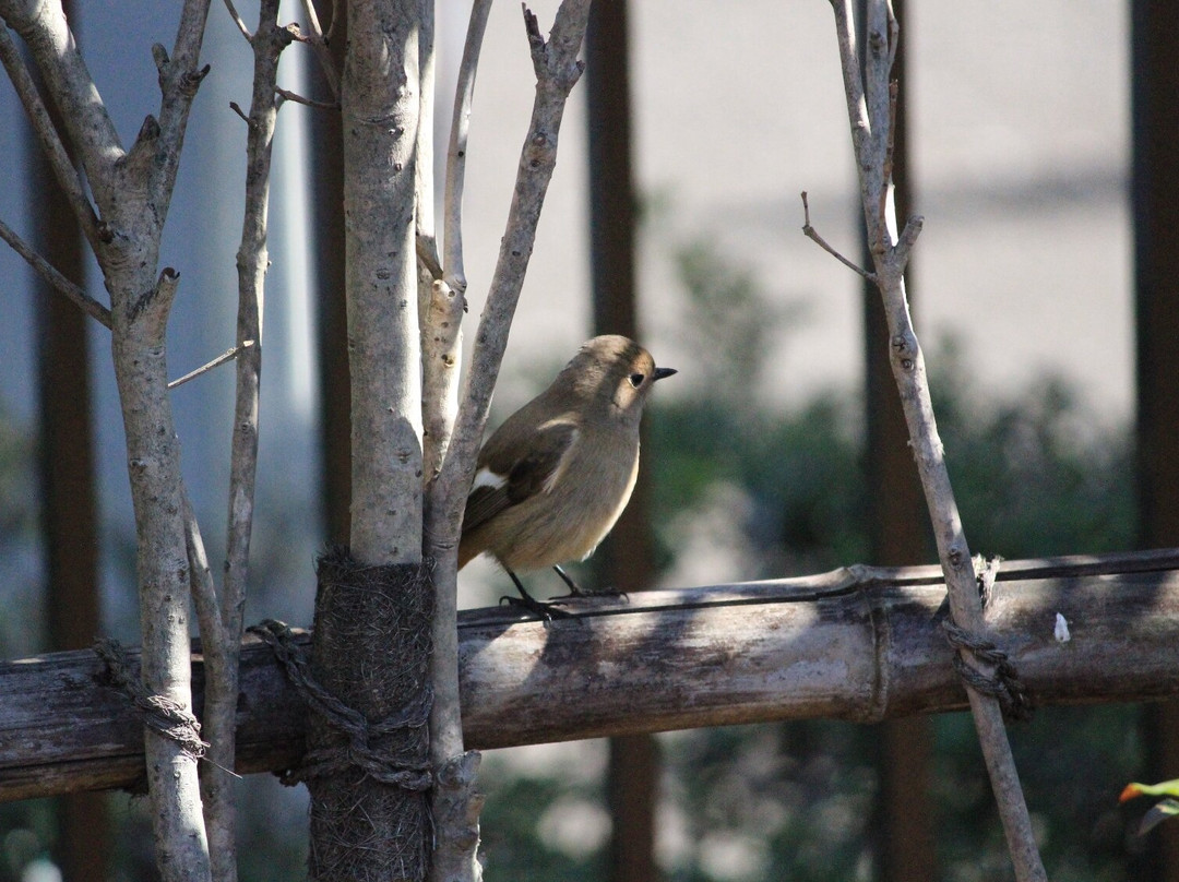 Higashishinagawa Kaijo Park-品川区必去景点