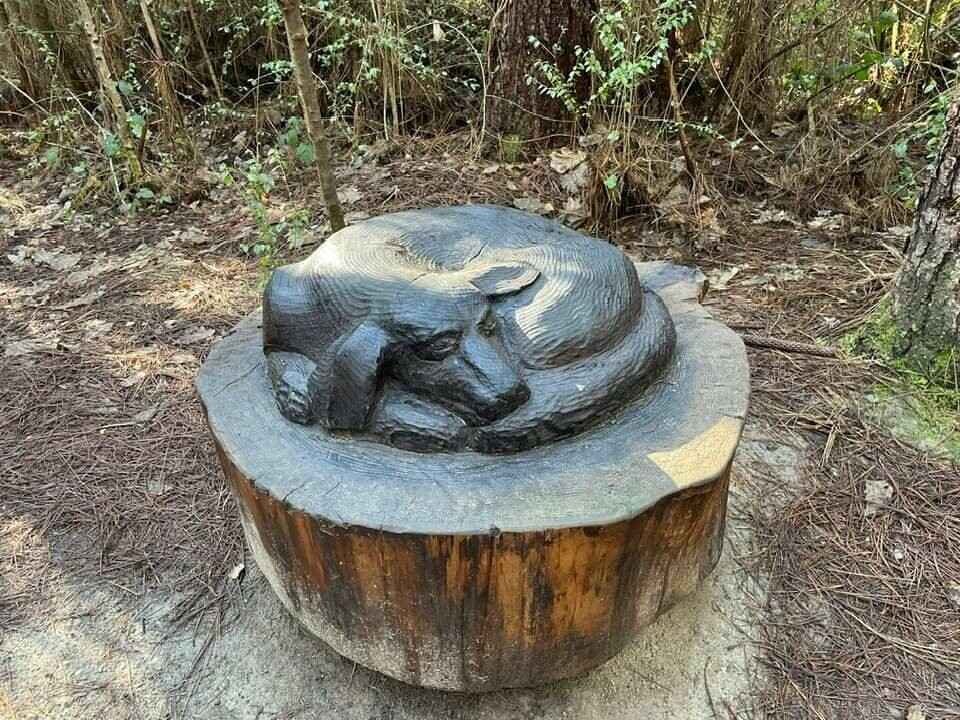 Hanmer Forest景点图片