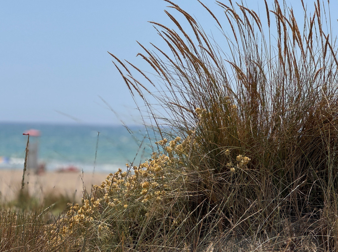 Spiaggia libera Le Marze景点图片