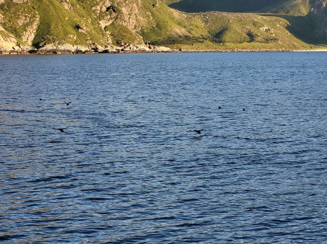 Puffin Safari景点图片