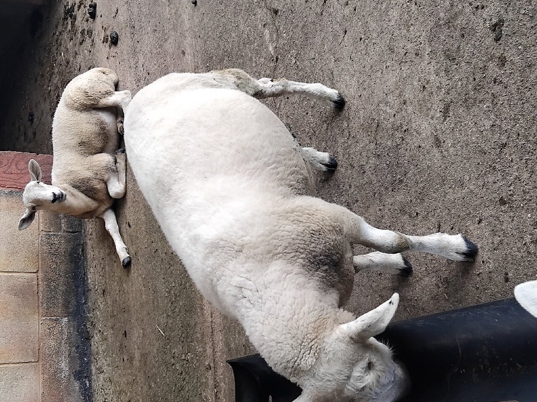Wiggleys Fun Farm景点图片