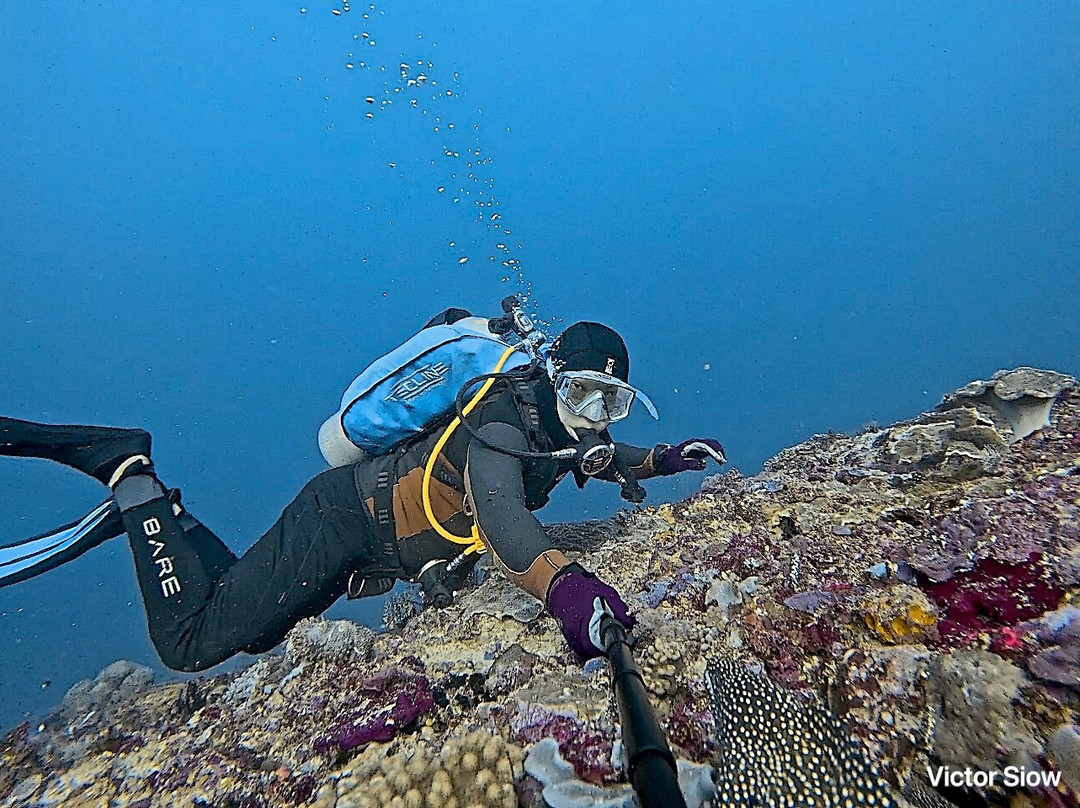 Octopus Dive Nusa Penida景点图片