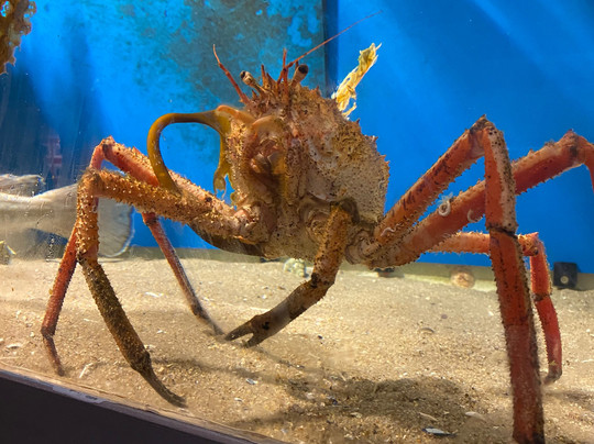 The Faroe Islands Aquarium-托沙文必去景点