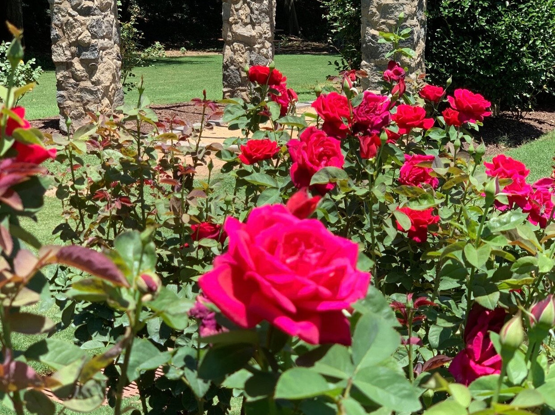 Raleigh Little Theatre Rose Garden景点图片