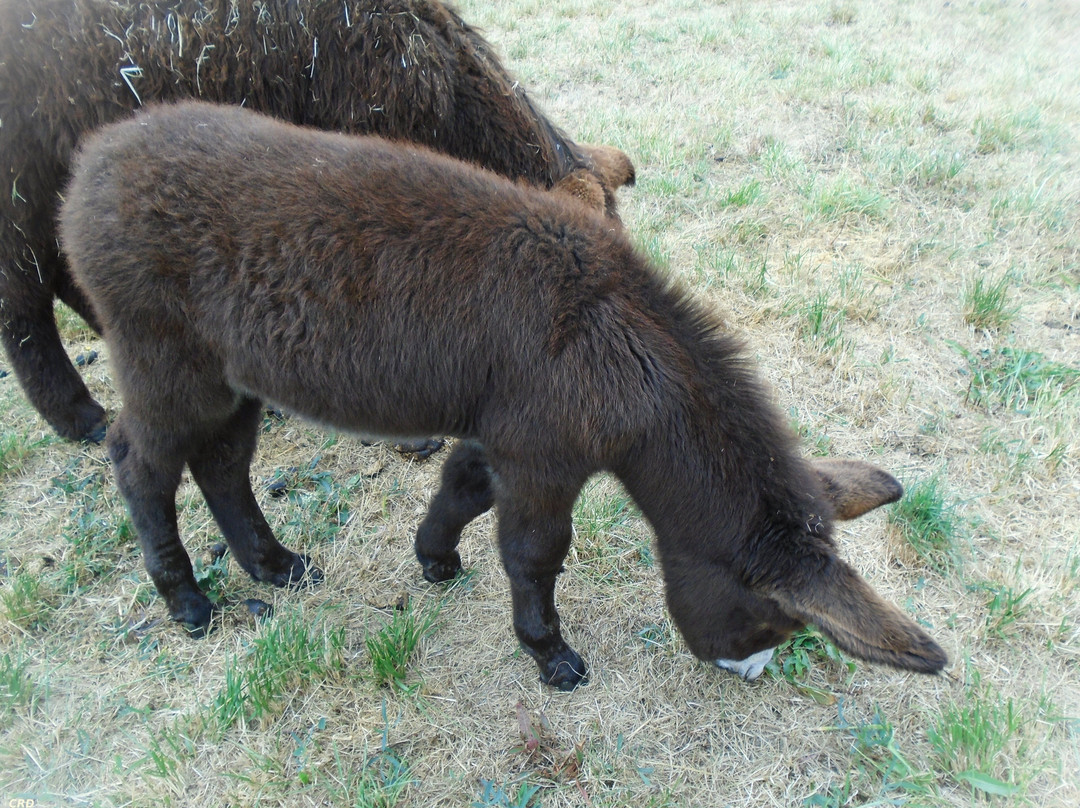 Asinerie du Baudet du Poitou景点图片