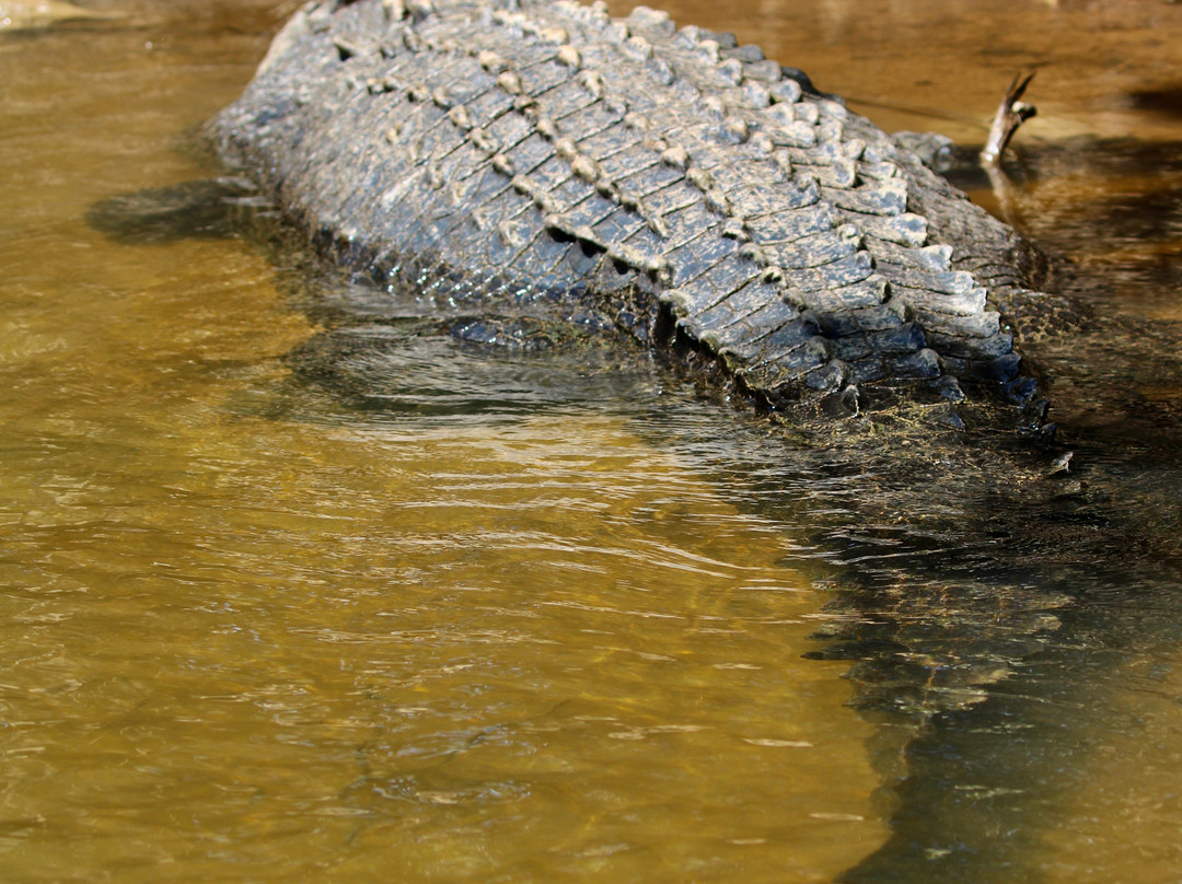 Daintree Crocodile Tours-Daintree必去景点