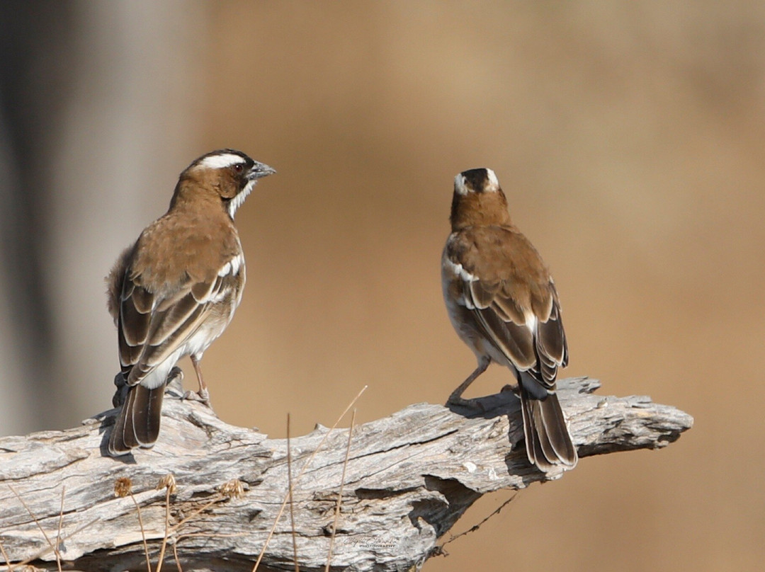 South Luangwa National Park-Mpika必去景点