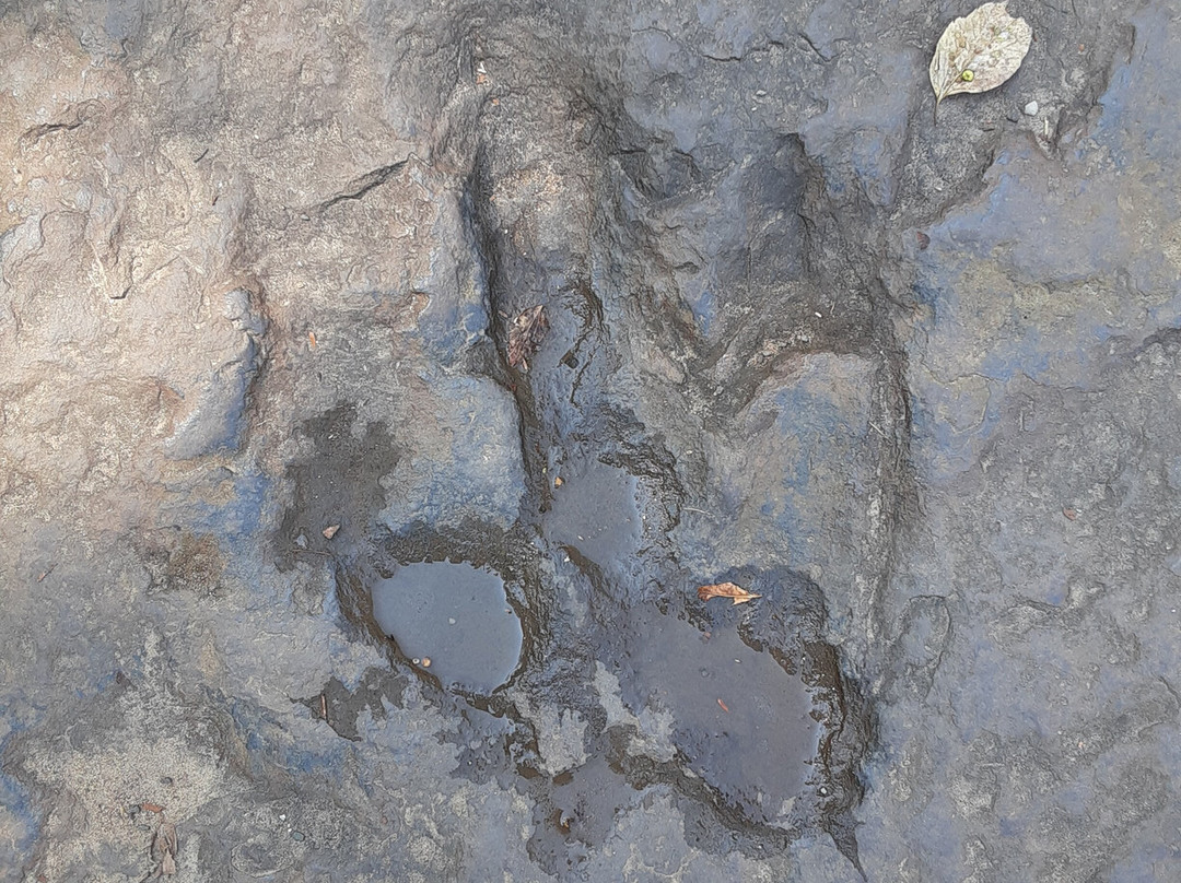 Dinosaur Footprints景点图片