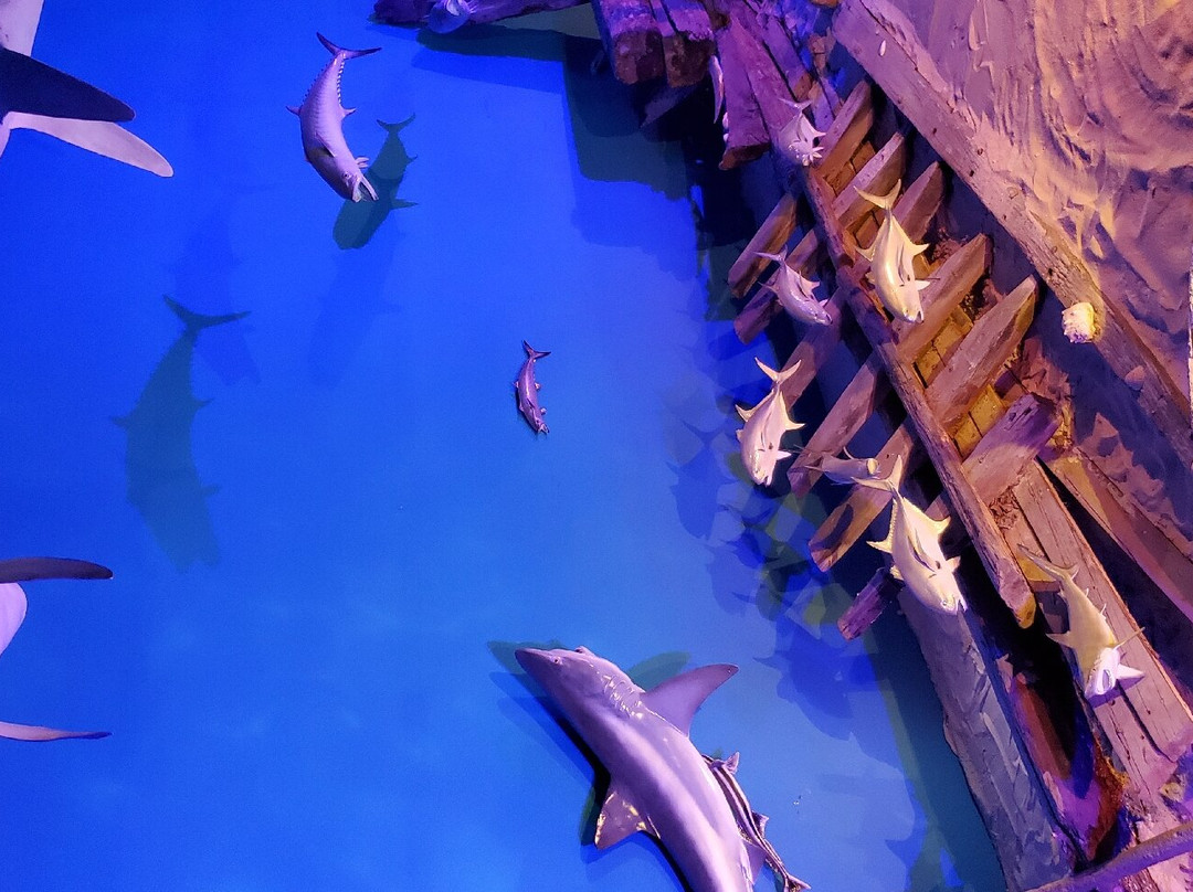 Museum of Coastal Carolina景点图片