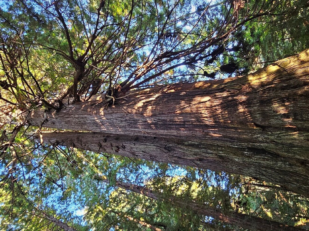 Prairie Creek Redwoods State Park景点图片