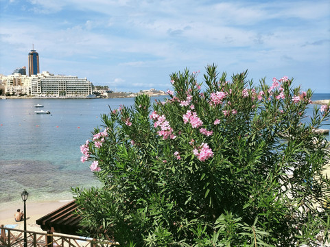 卡尔顿极度主图