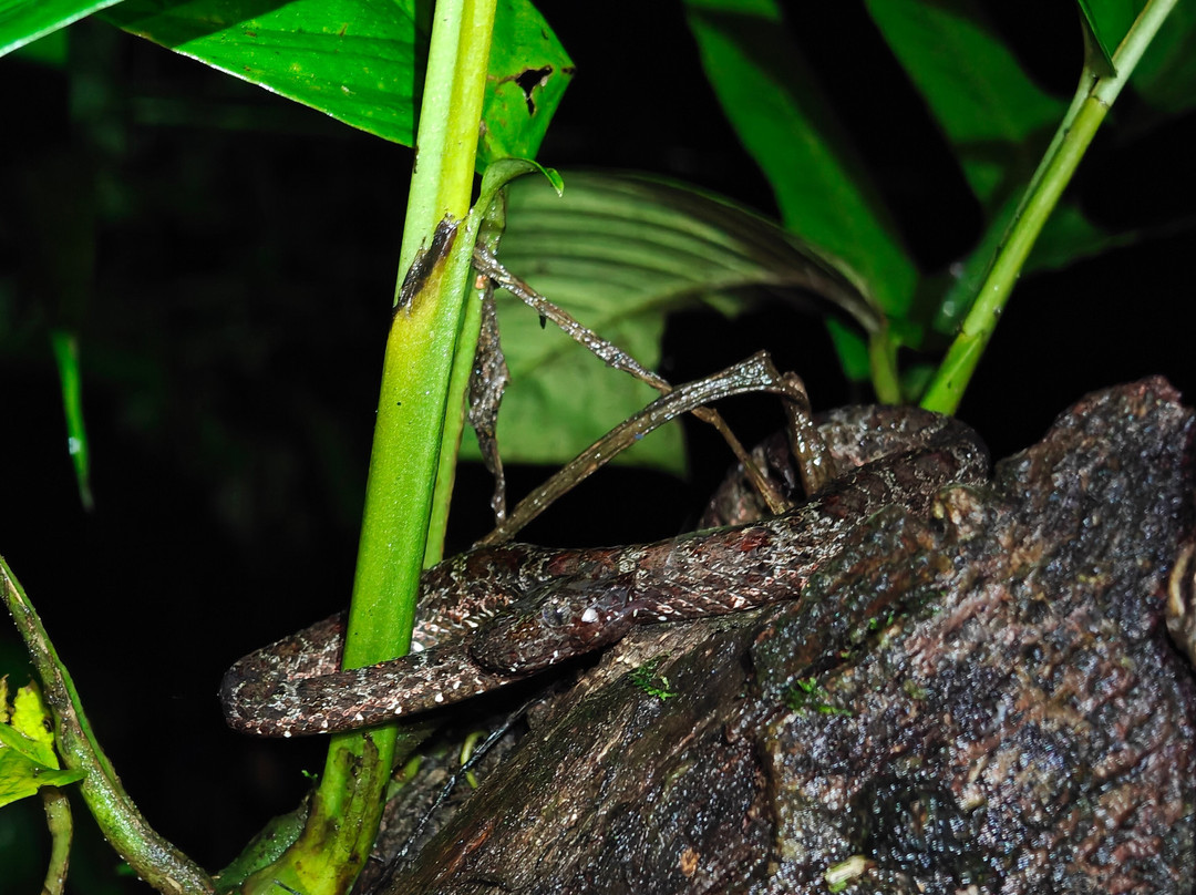 Sumatra Ketambe Jungle Tours景点图片