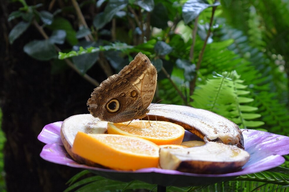 Eifalia Schmetterlingsgarten-Ahrhutte必去景点