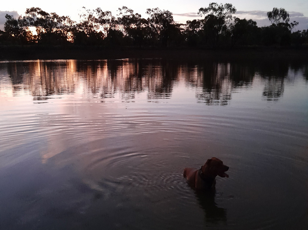 Goondiwindi Botanic Gardens of the Western Woodlands景点图片