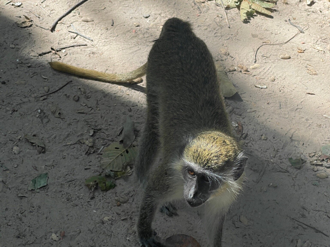 Monkey Park Senegambia景点图片