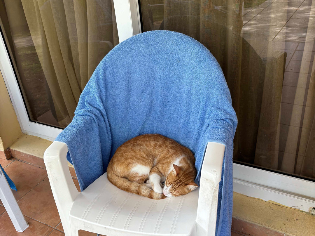 Starfish Jibacoa主图