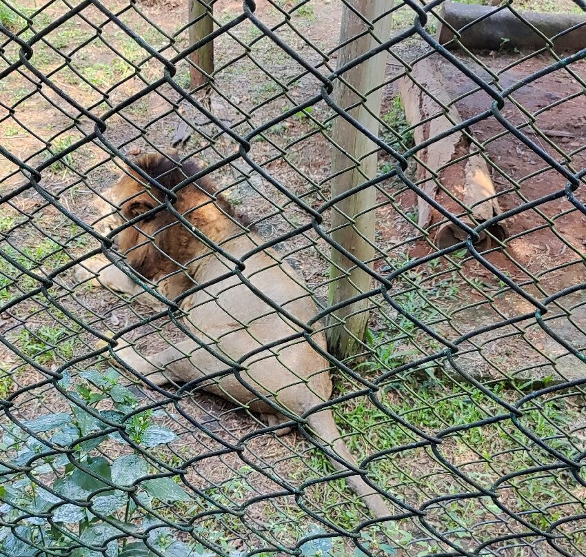 Tiger and Lion Safari, Shimoga景点图片