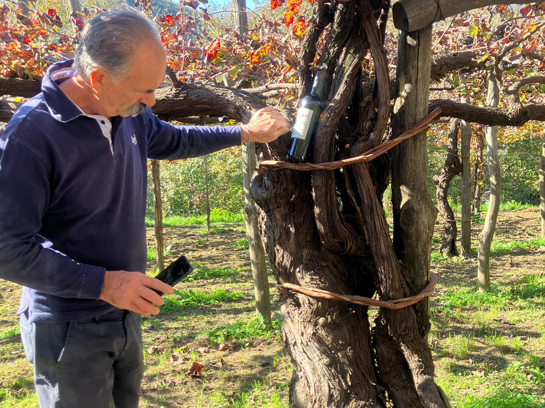 Tenuta San Francesco景点图片