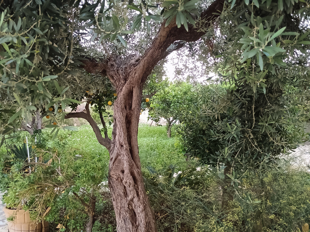 B & B Casolare nelle Saline主图