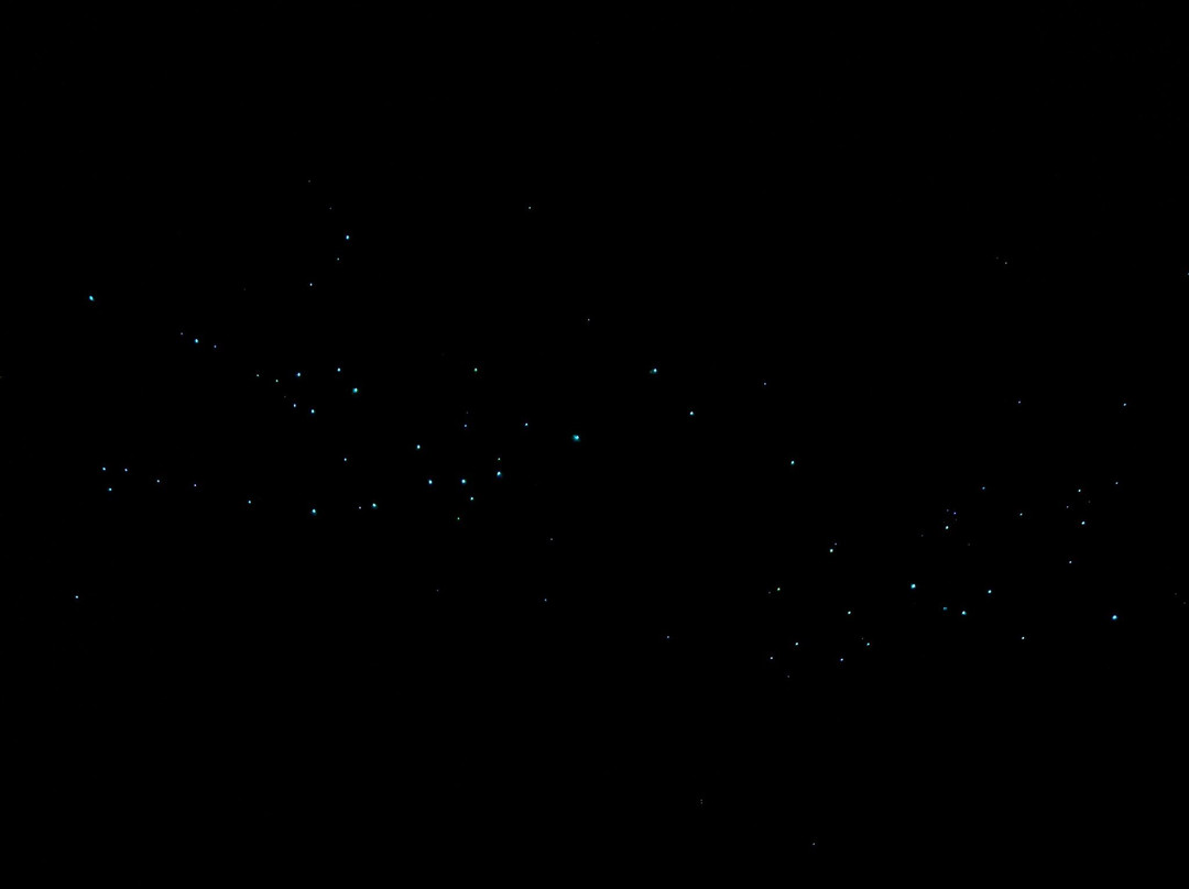 Glow Worm Tunnel-利特高必去景点