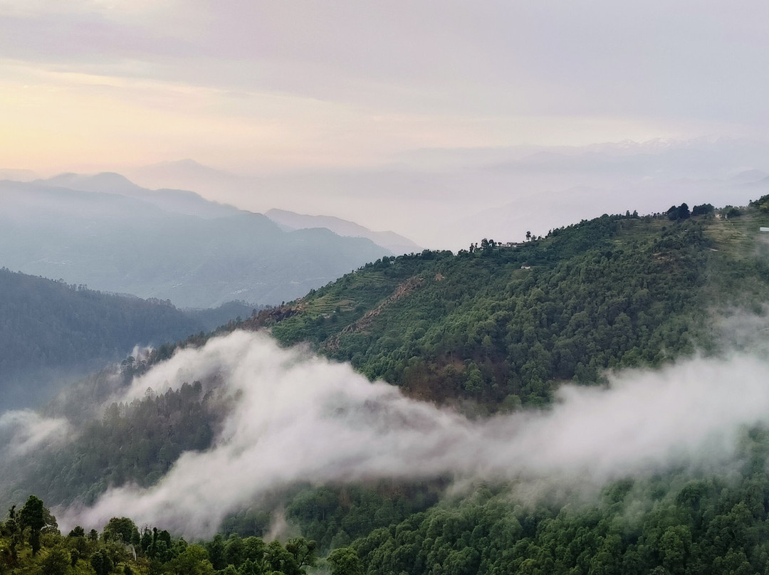 The Royals Apricot Garden