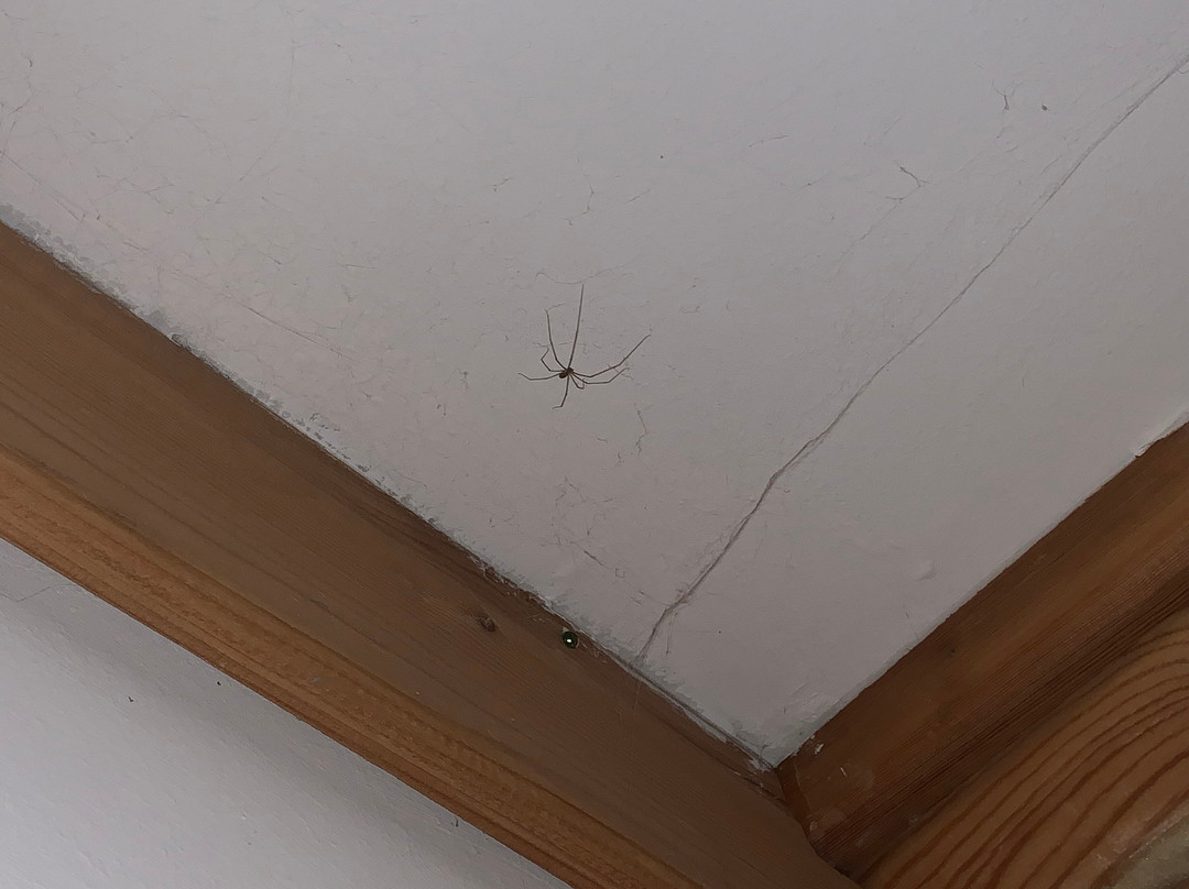 Szent Orban Erdei Hotel主图