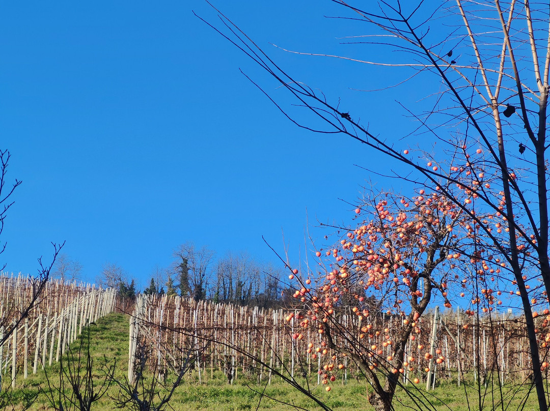 Antiche Cantine Marchesi Di Barolo景点图片